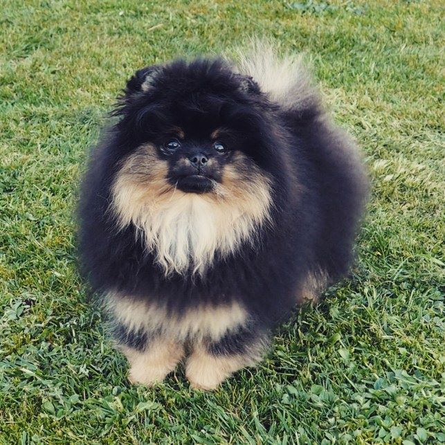 Pyrenees Pom's Rosalie petit biscuit