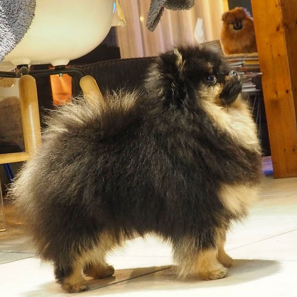 Pyrenees Pom's Rosalie petit biscuit